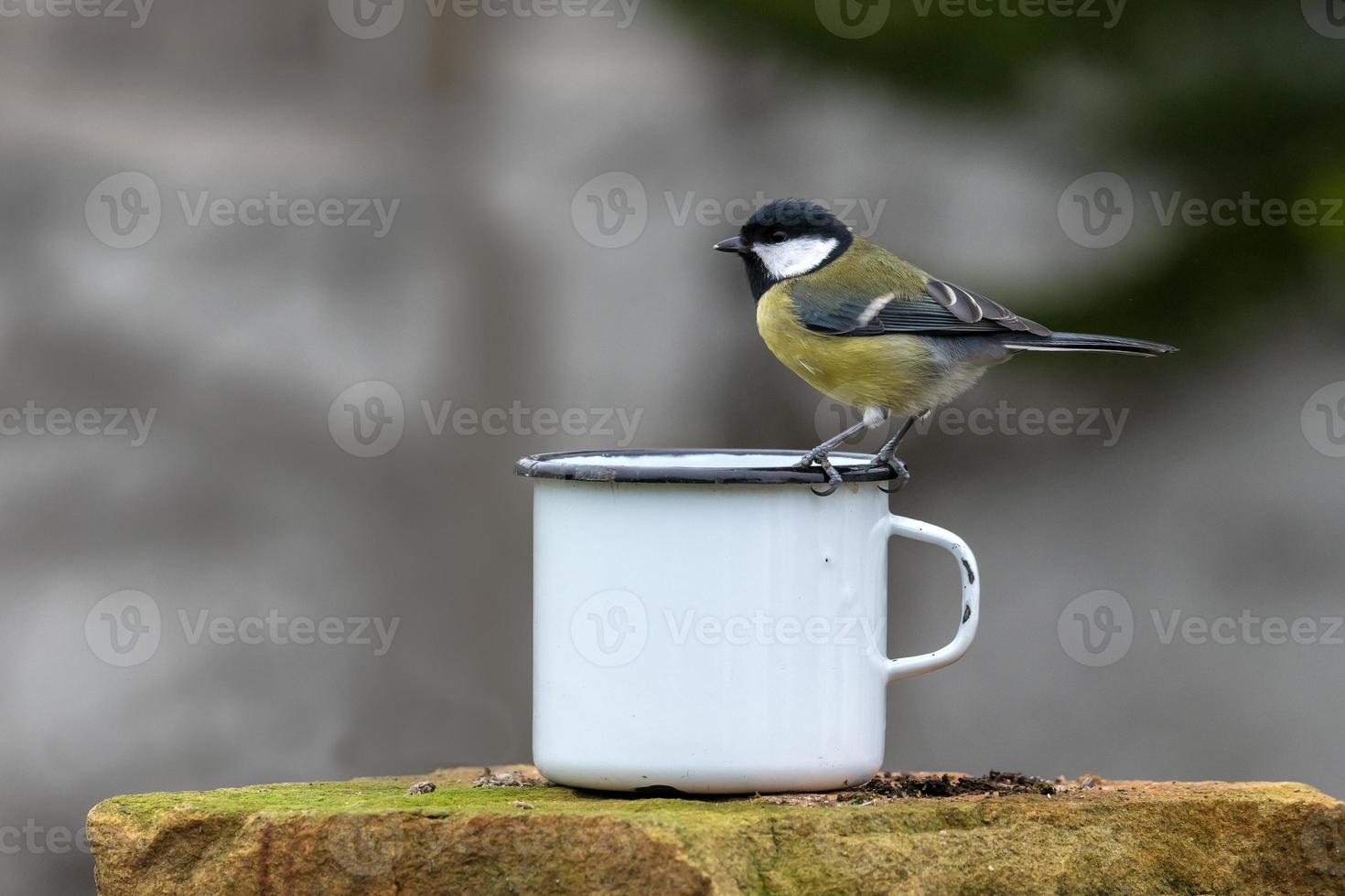 Gran tit en una taza de café foto