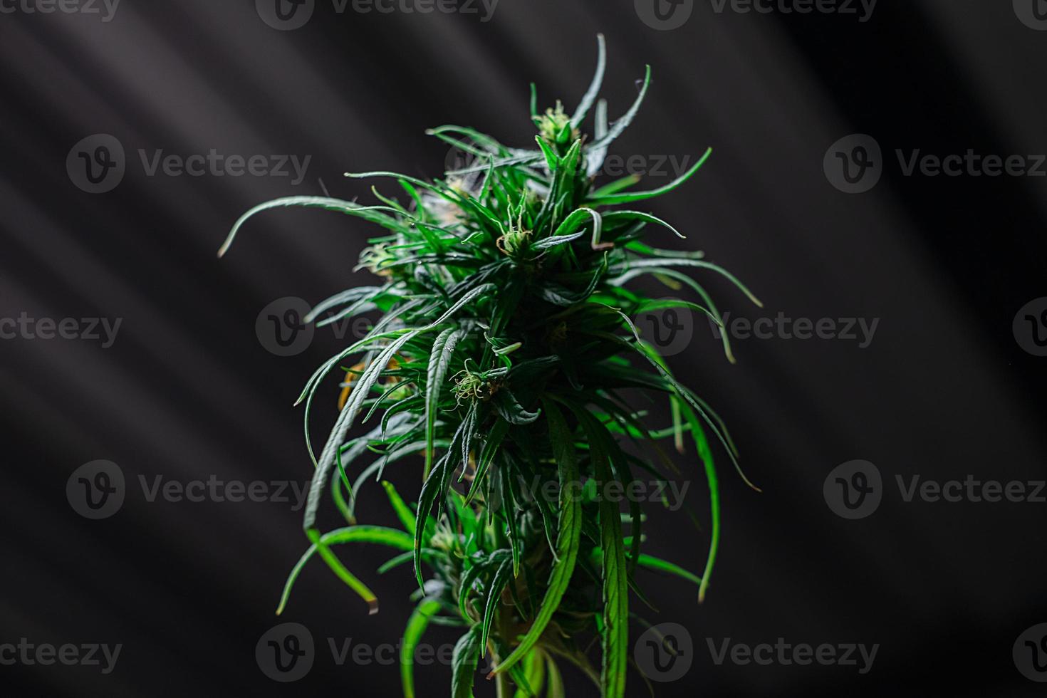 Cannabis plant on black background photo