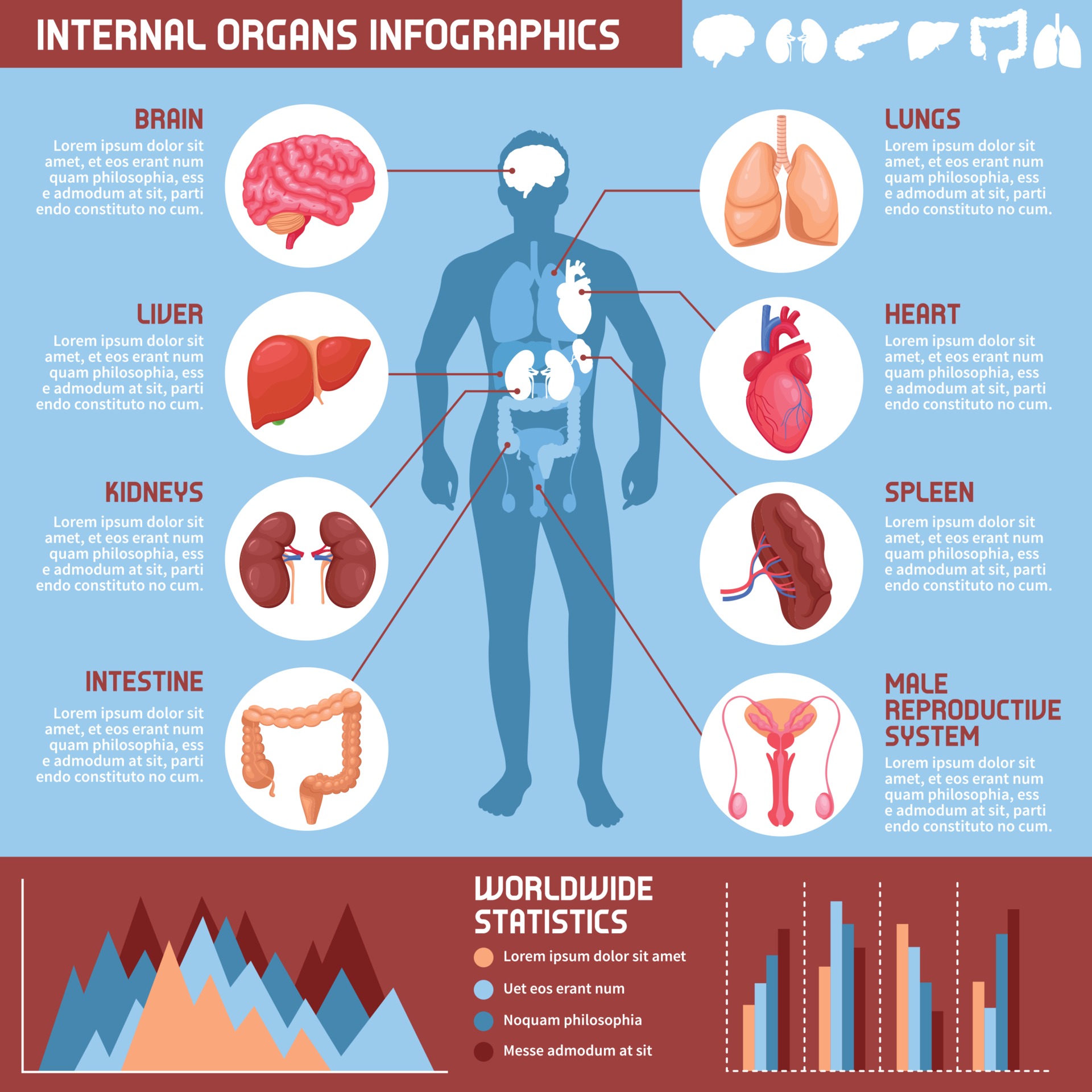 Human body with internal organs. Human body health care infographics. Stock  Vector