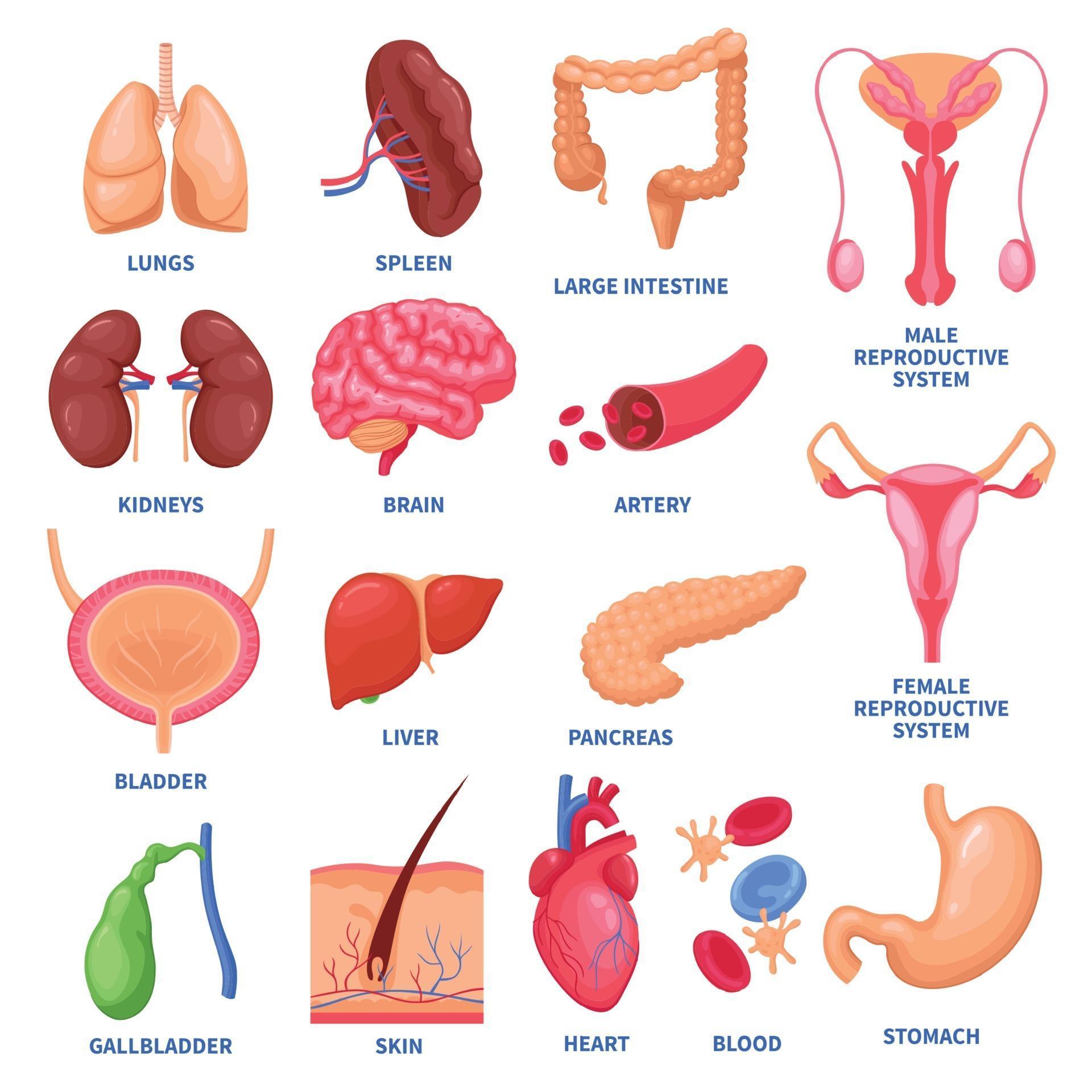 Human Internal Organs Set Vector Illustration 2338901 Vector Art At