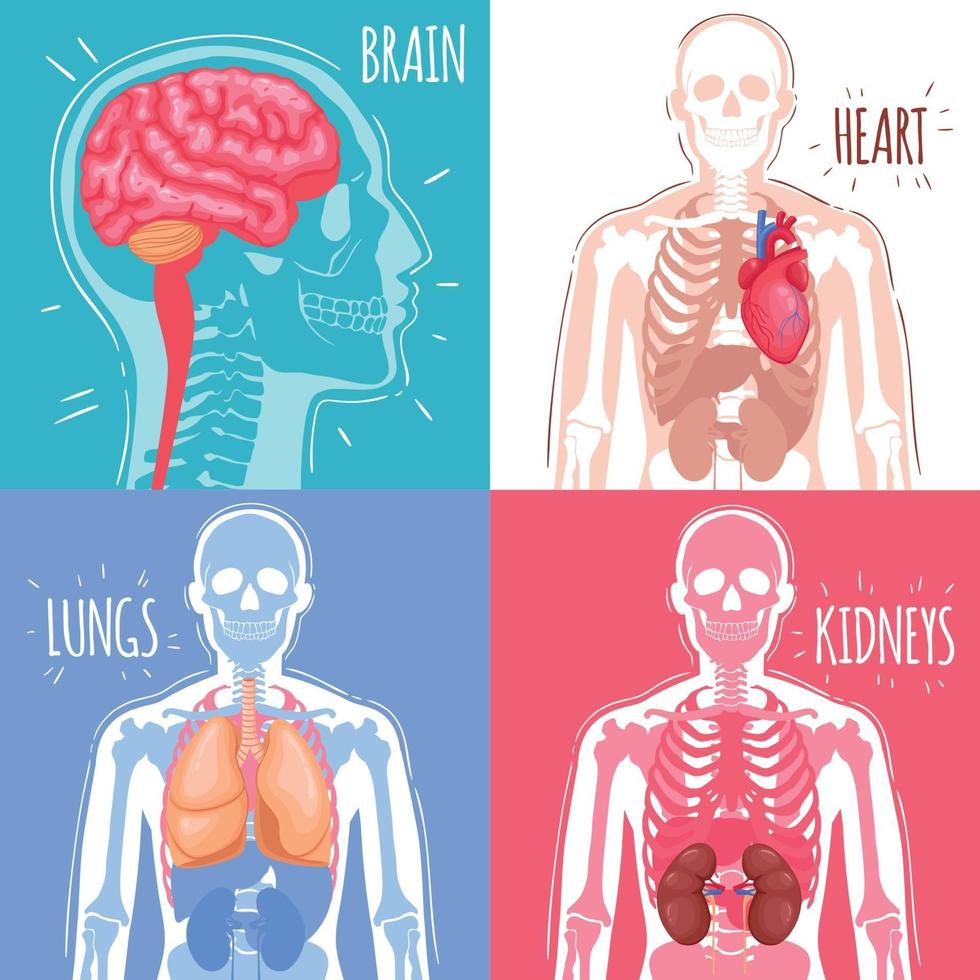 Ilustración de vector de concepto de diseño de órganos internos humanos