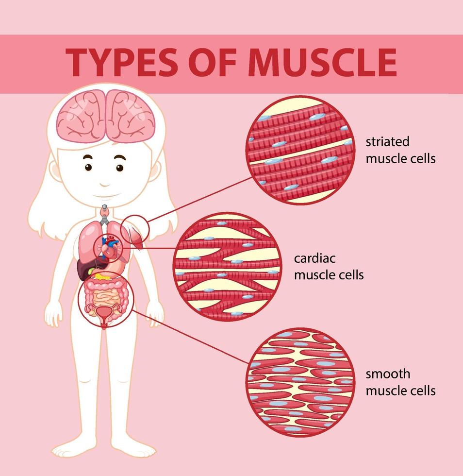 Types of muscle cell diagram vector