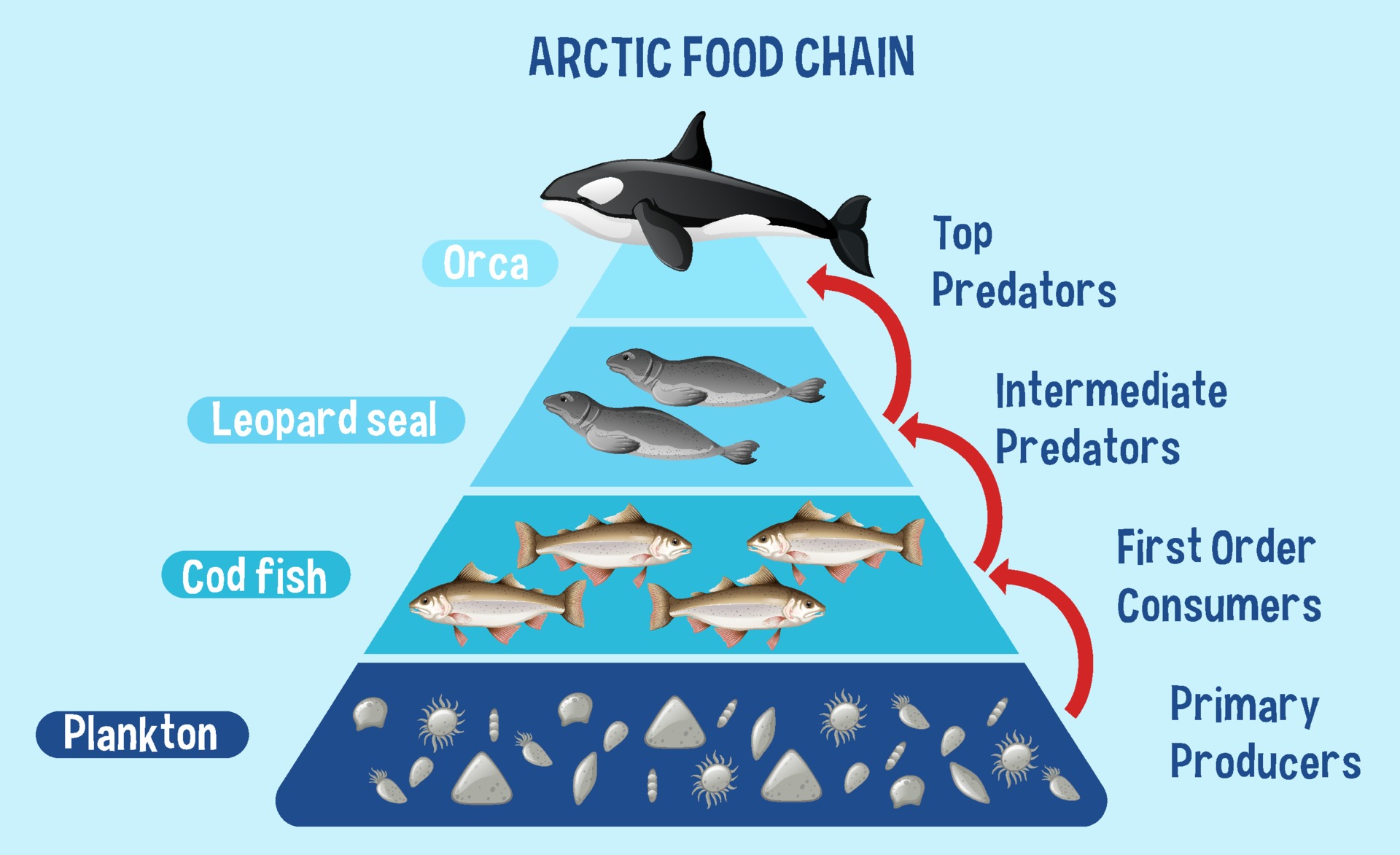 Diagram showing Arctic food chain for education 2350115 Vector Art at Vecteezy Diagram showing Arctic food chain for education 2350115 Vector Art at Vecteezy