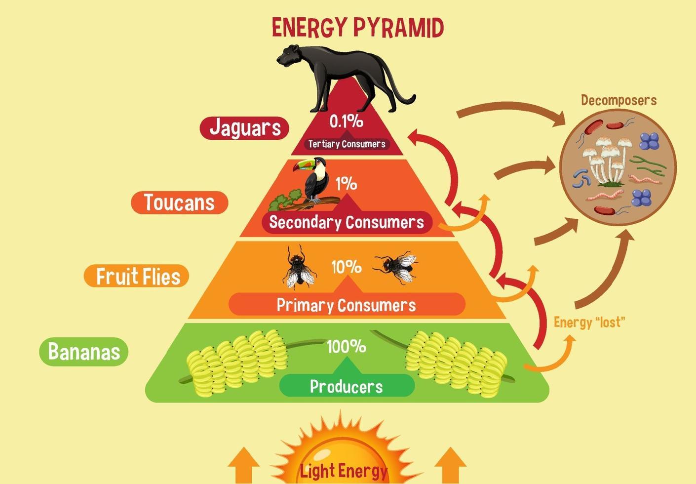 Diagrama que muestra la pirámide de energía para la educación. vector