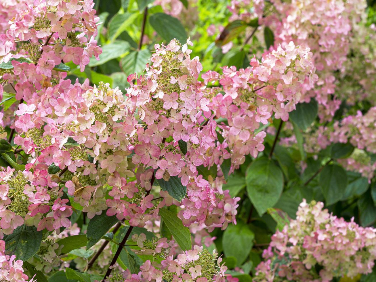 Bonitas flores de color rosa en un arbusto de hortensias paniculata foto