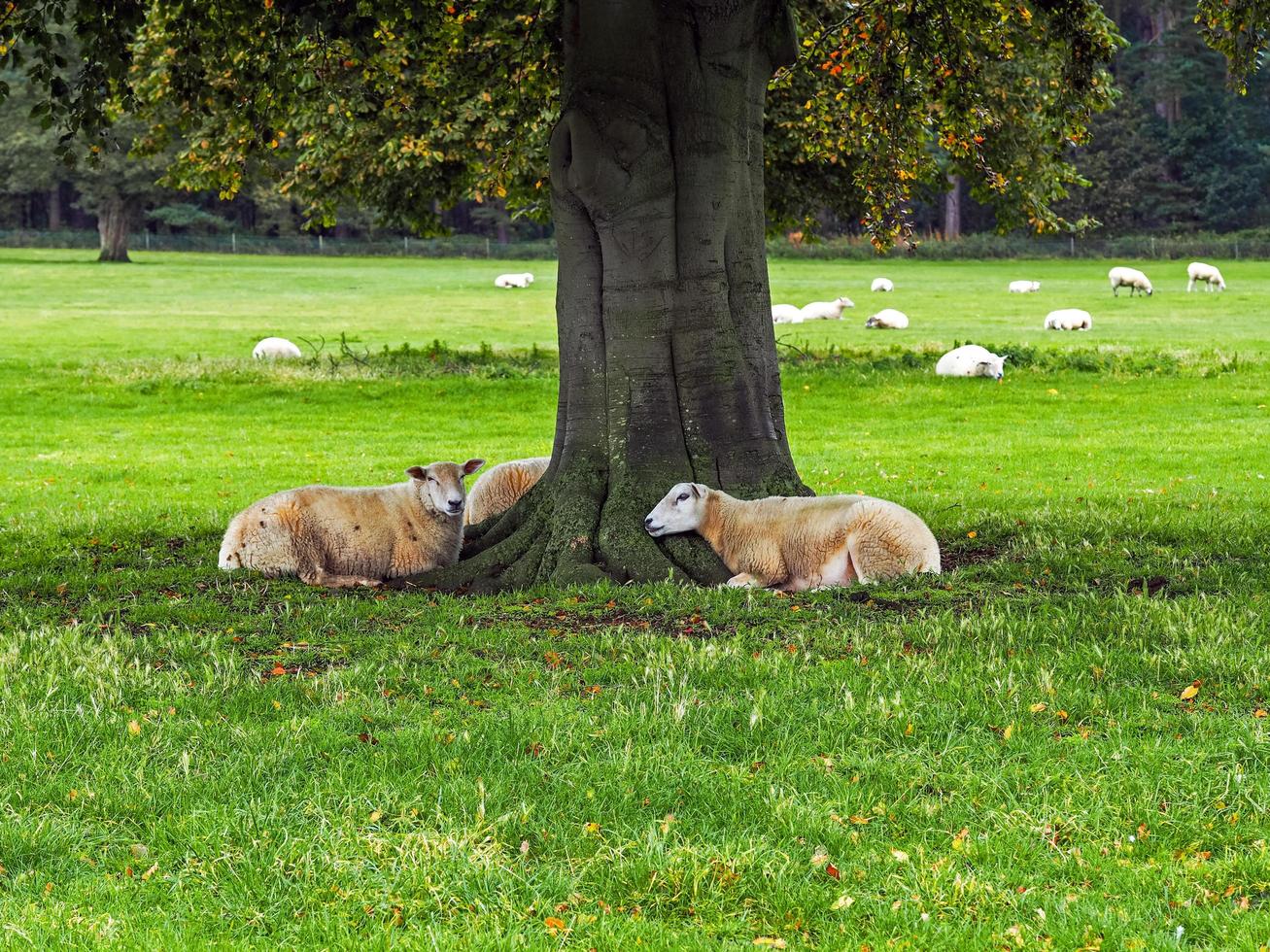 ovejas descansando bajo un árbol en un campo foto