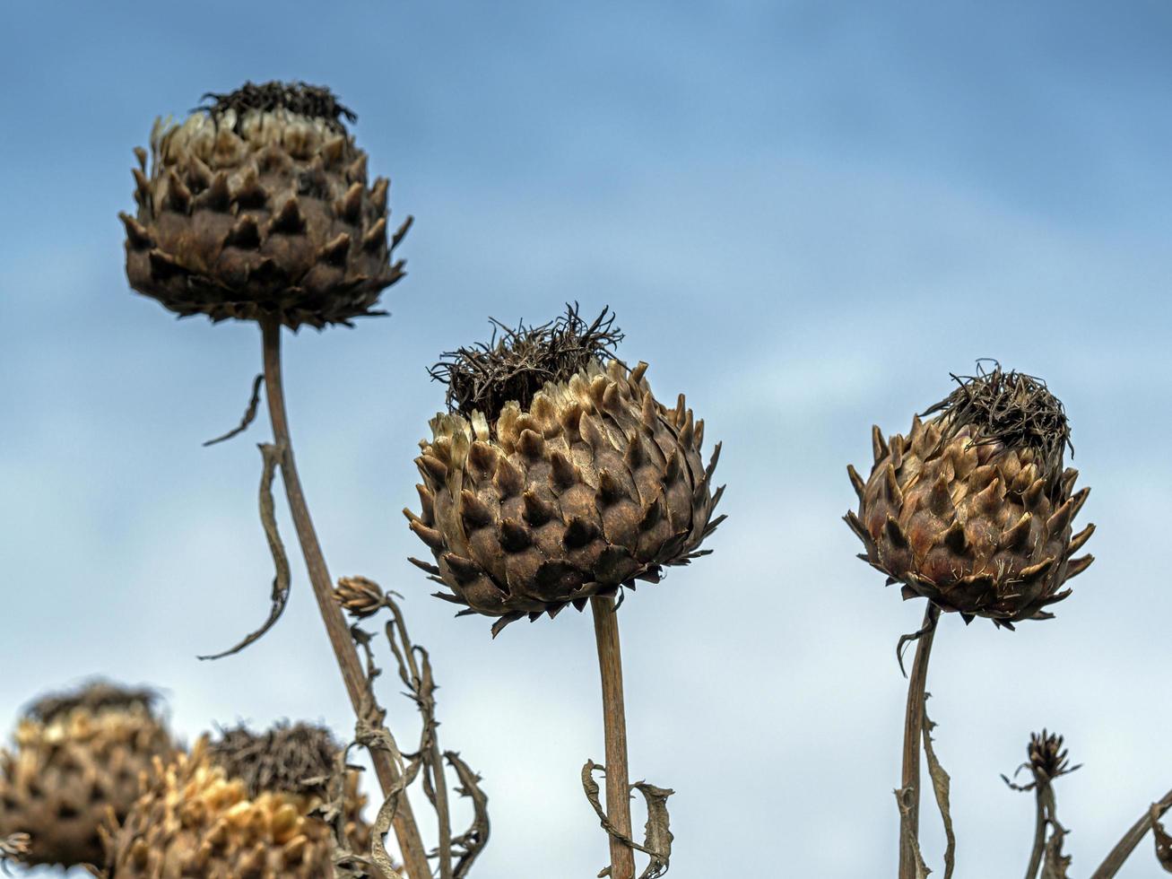 Finished cardoon flowersra cardunculus against a blue sky photo