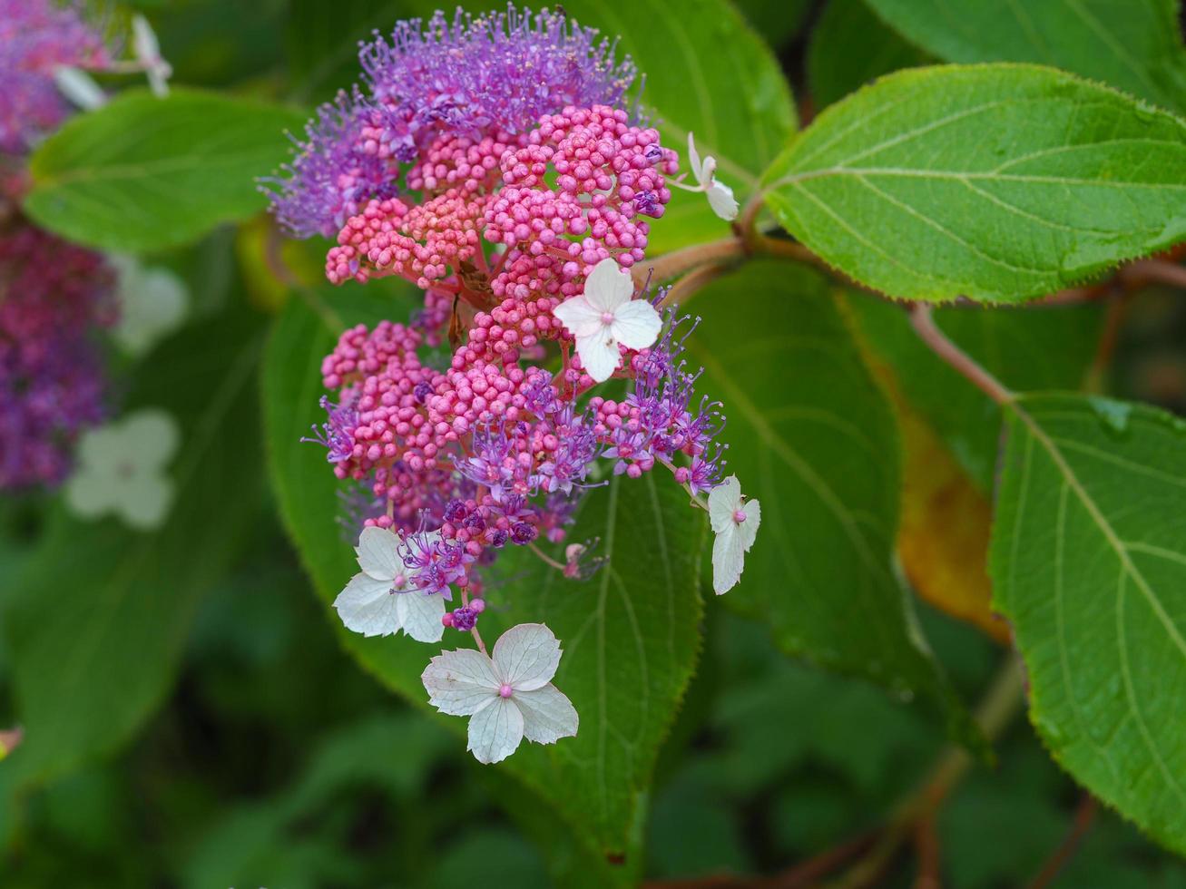 Hermosas flores malva y capullos rosados de hortensia aspera rocklon foto