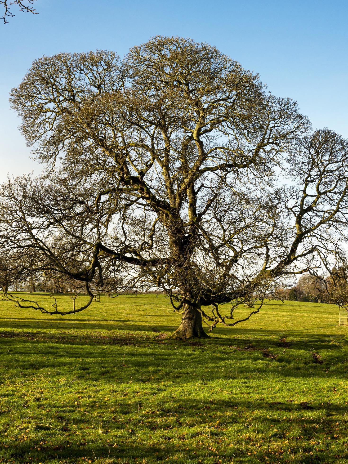 beautiful oak tree photography