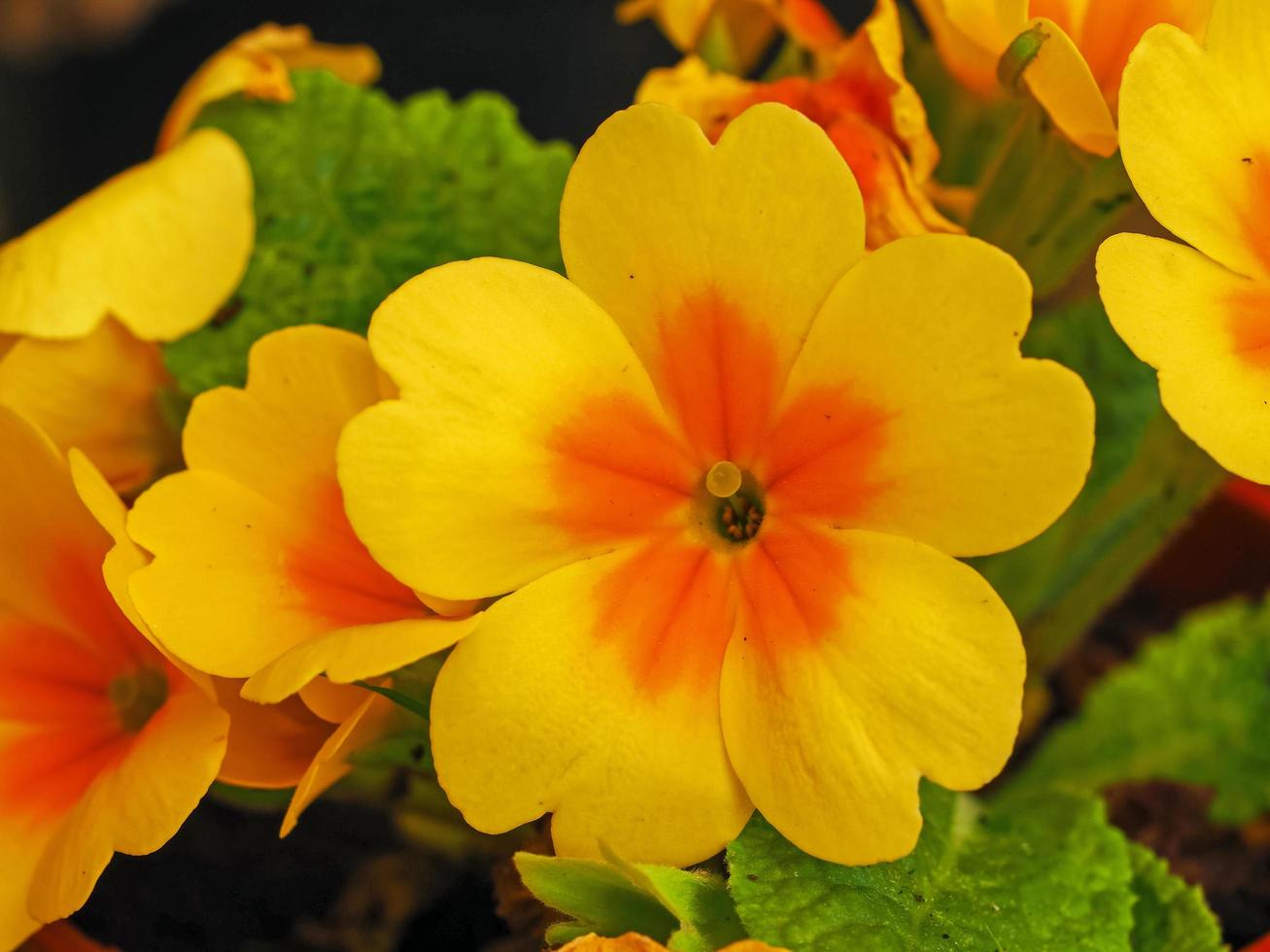 Closeup of a bright yellow primrose flower photo