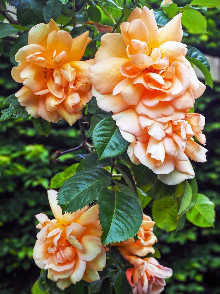 Hermosas rosas trepadoras de color melocotón ligeramente marchitas foto