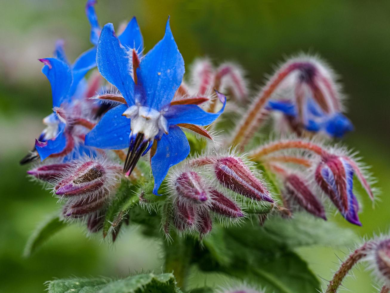 Blue flowers and buds of borage Borago officinalis photo