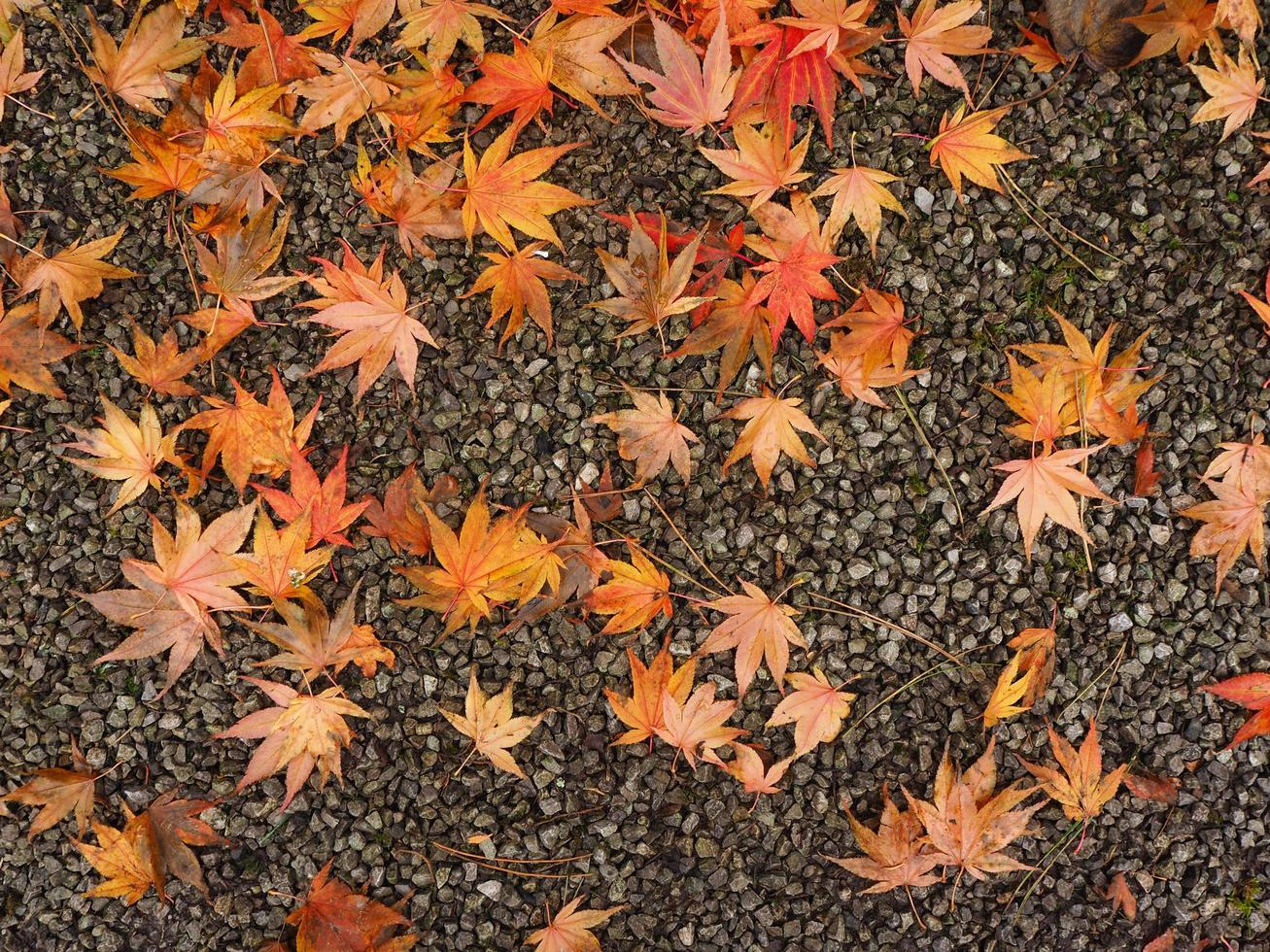 Fallen Acer leaves on a gravel path photo