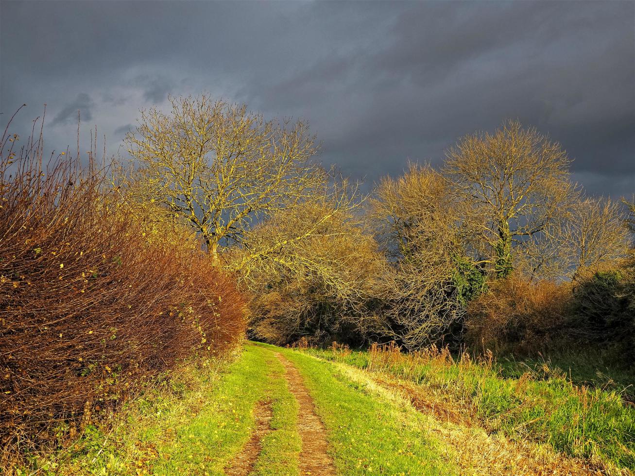 Winter sunlight on vegatation beside a grassy path wth a dark moody sky photo