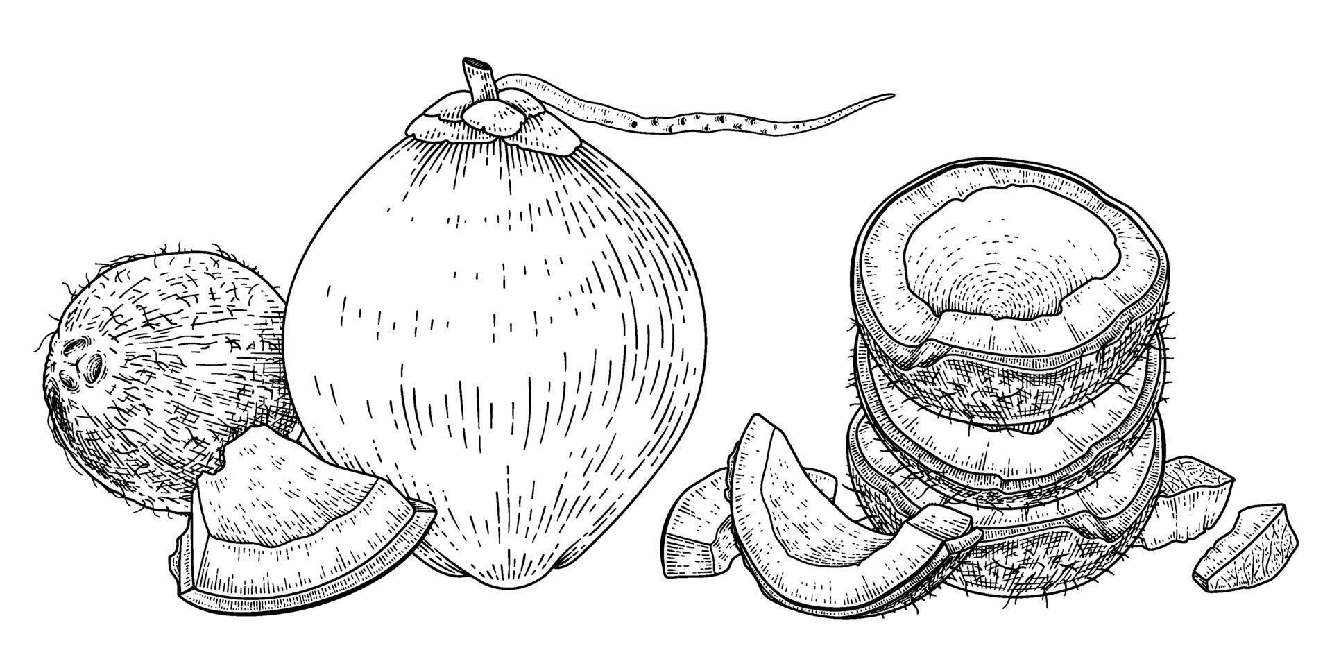media cáscara entera y carne de coco dibujado a mano vector retro ilustración