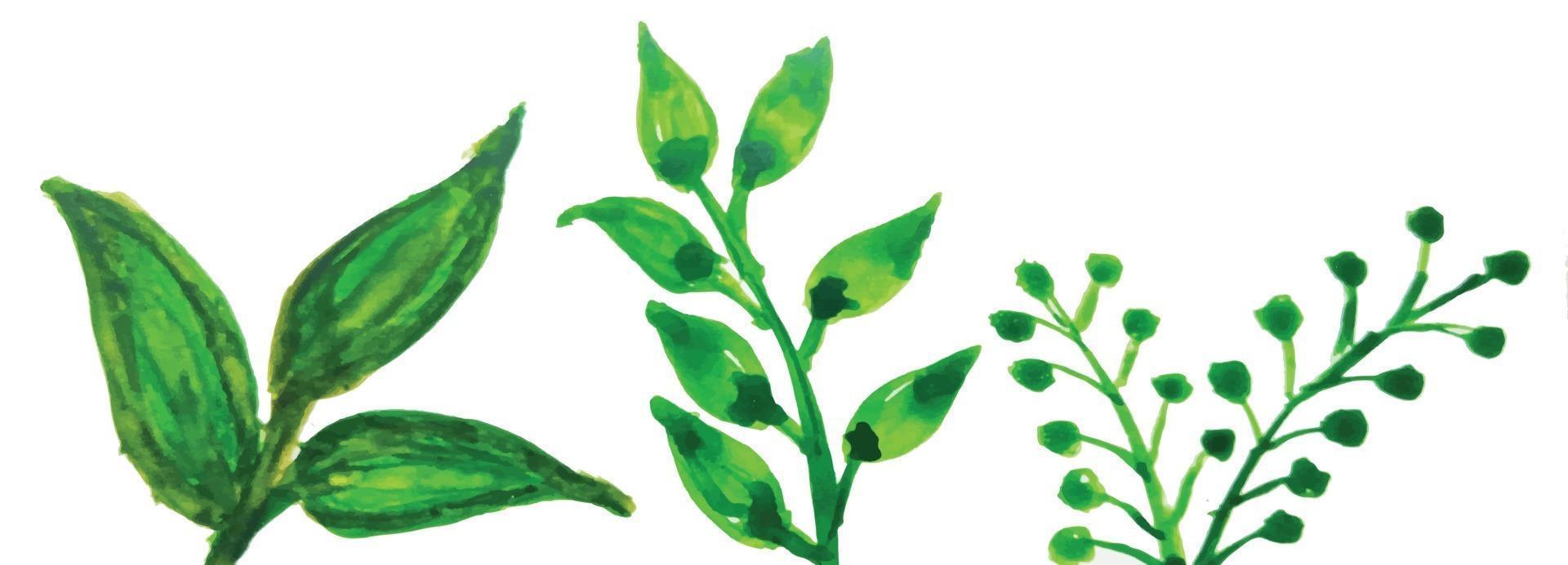 flor de acuarela y plantas verdes de acuarela vector