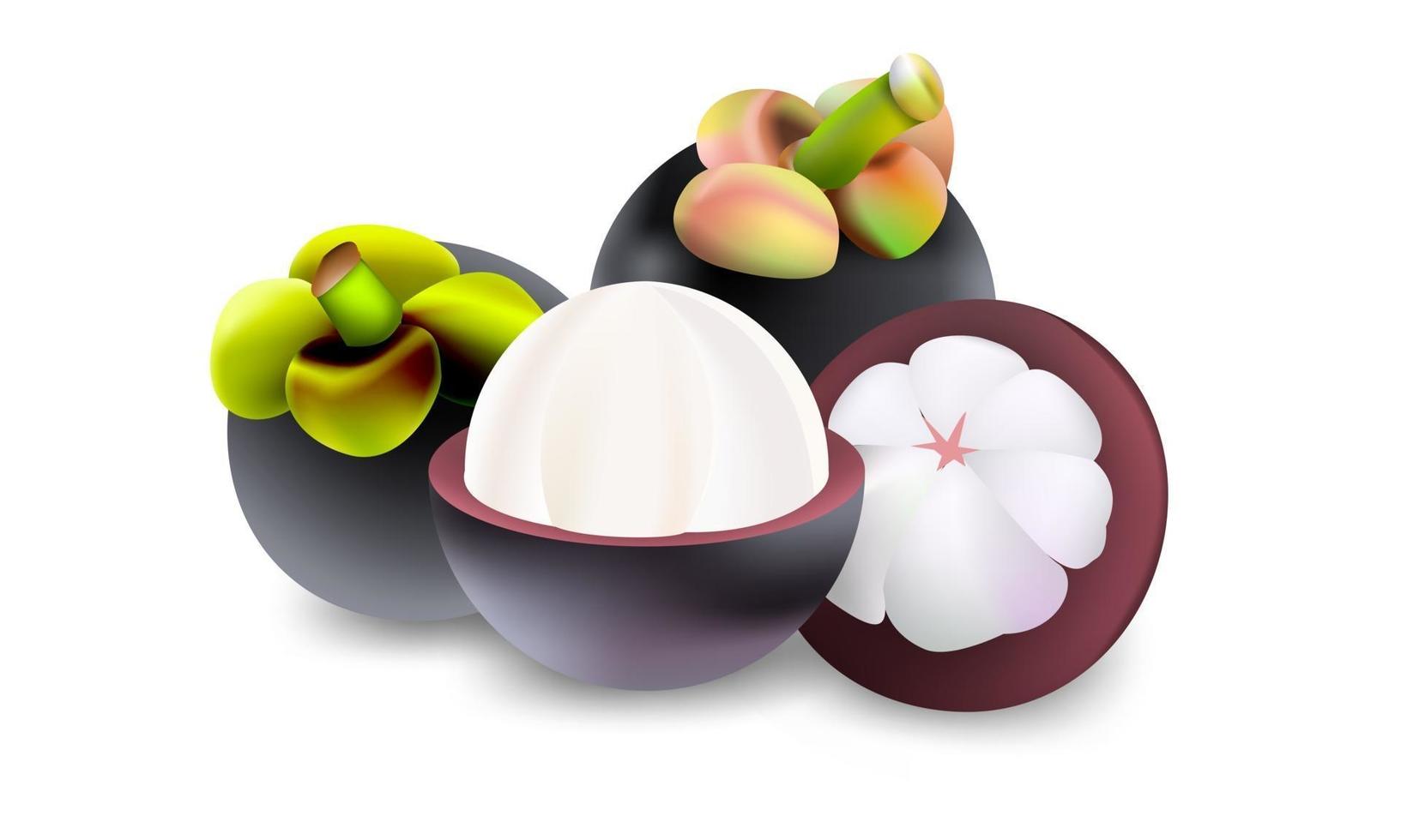 fresh mangosteen fruit vector