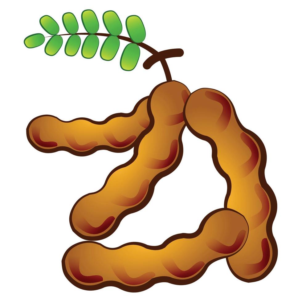 cartoon tamarind fruit vector