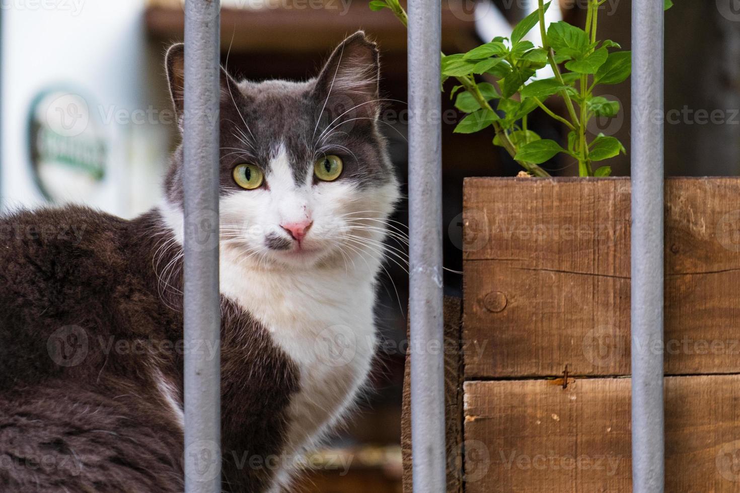 Gato acostado detrás de una valla con barrotes de una casa en la vieja Nicosia, Chipre foto