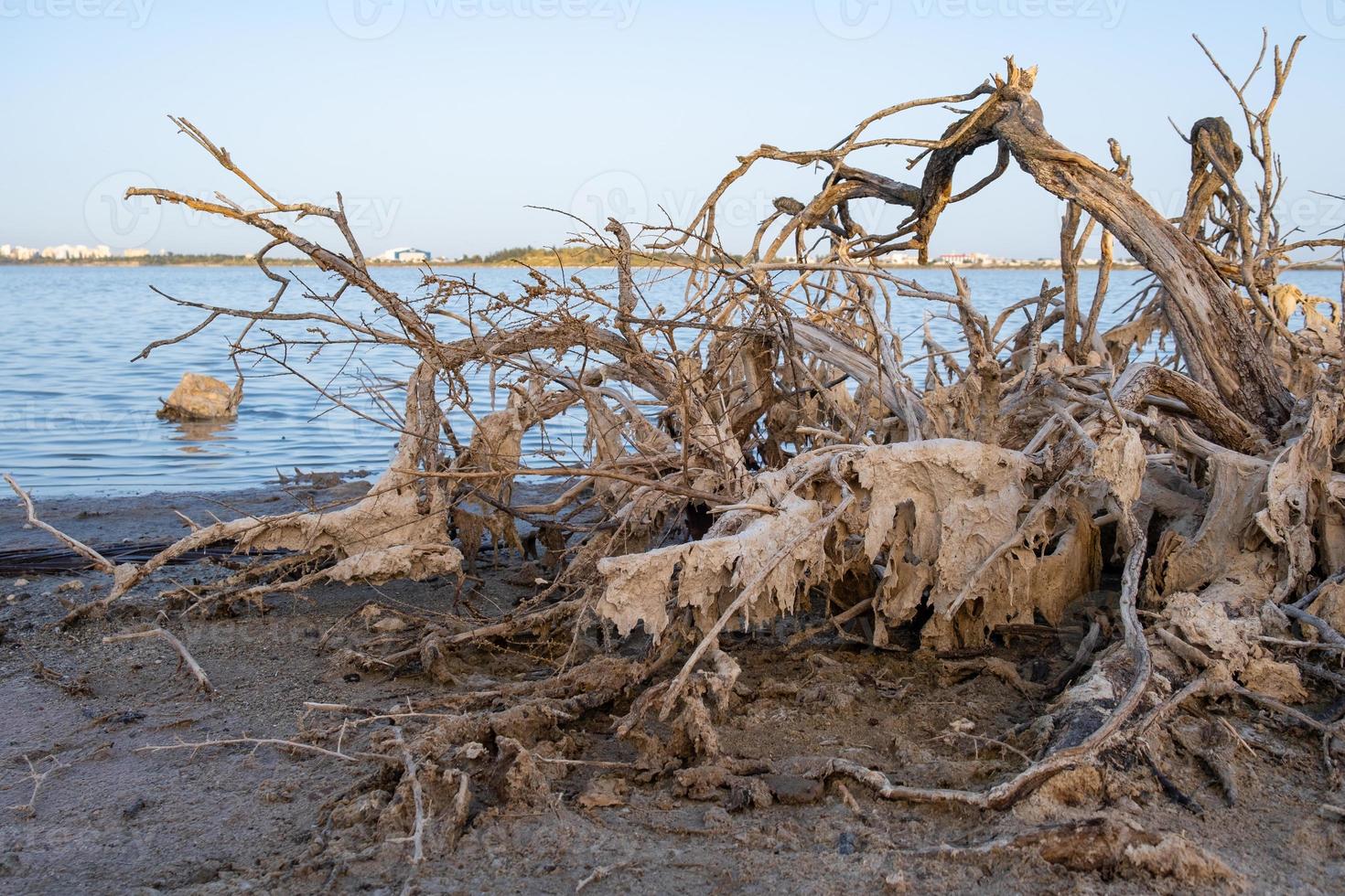 Broken dead tree branch on the shore of Larnaca salt-lake in Cyprus photo