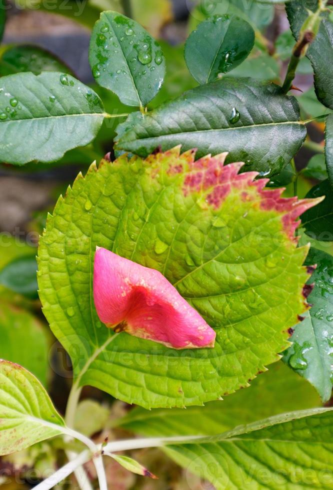 Rose petal and rain drops on a green plant leaf- top view photo