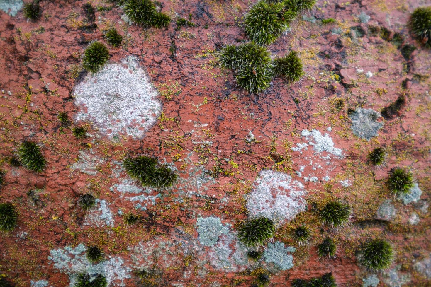 Close-up capture of moss on ancient pottery- suitable as background or wallpaper photo