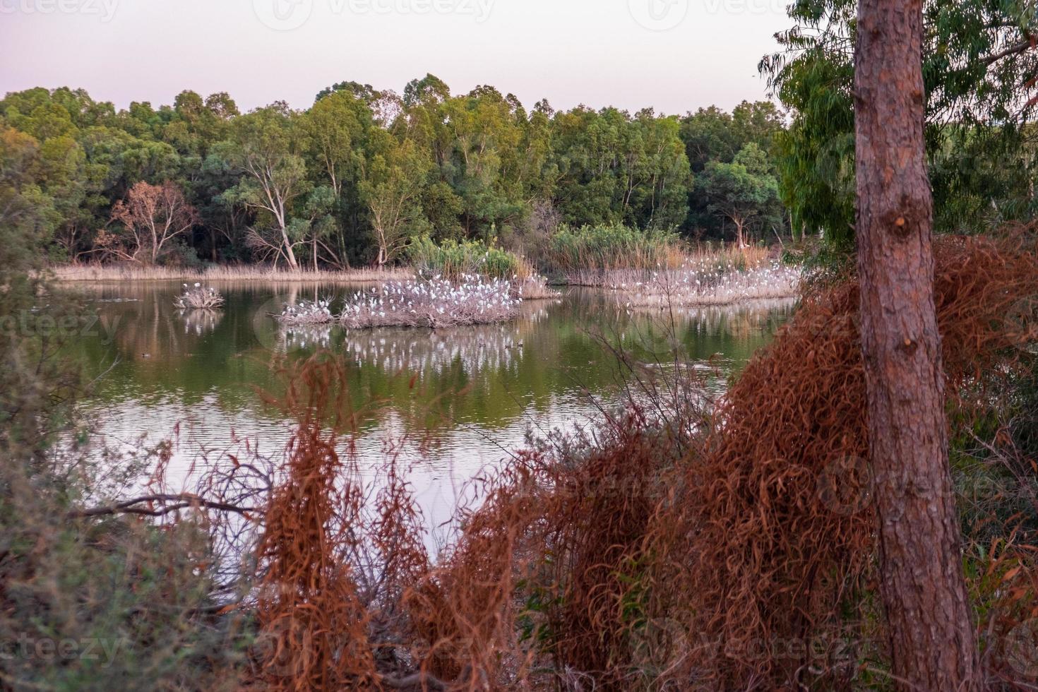 Athalassa Lake, Cyprus with beautiful reflections of the sky, trees and birds photo