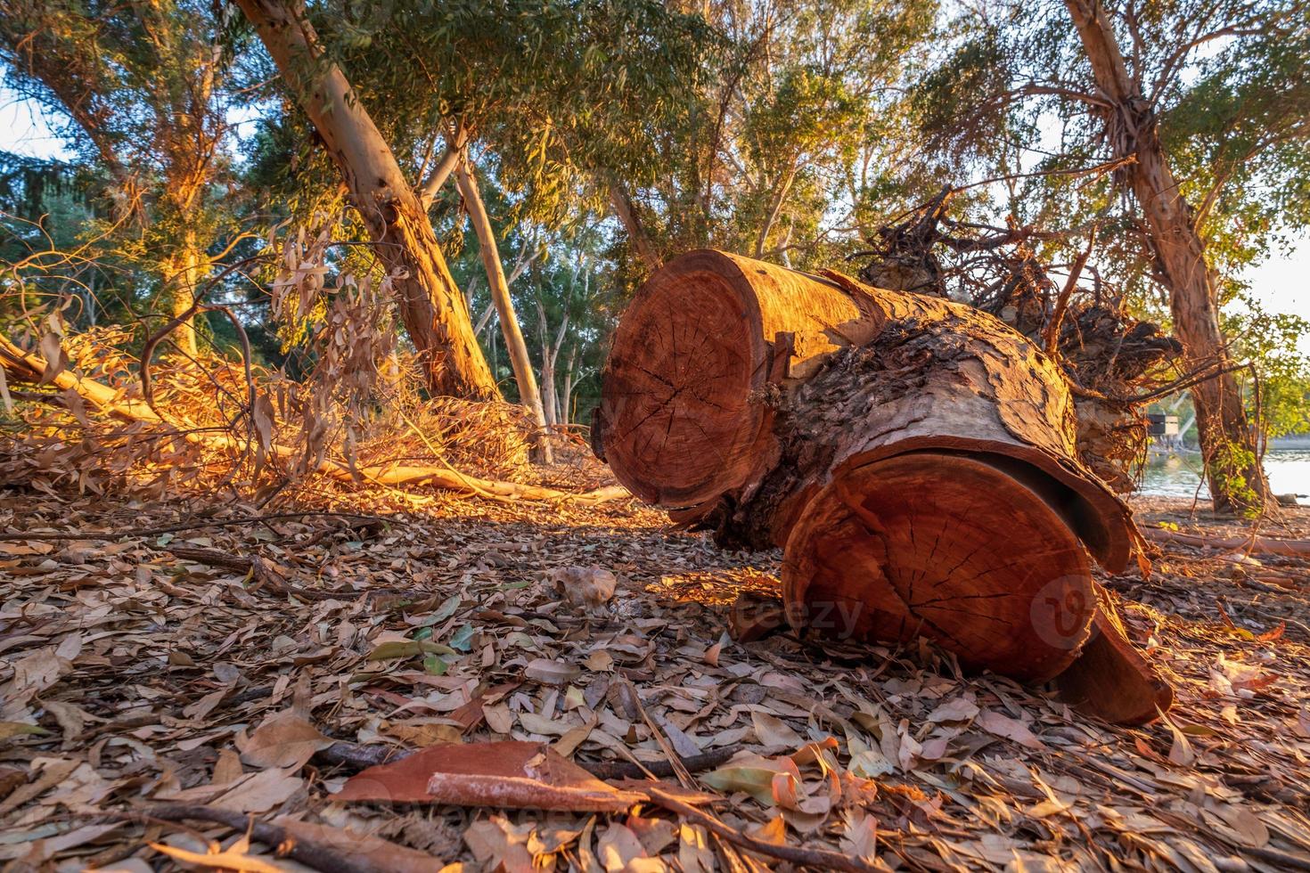 Cut tree bark at Athalassa Lake, cyprus bathed in warm afternoon light