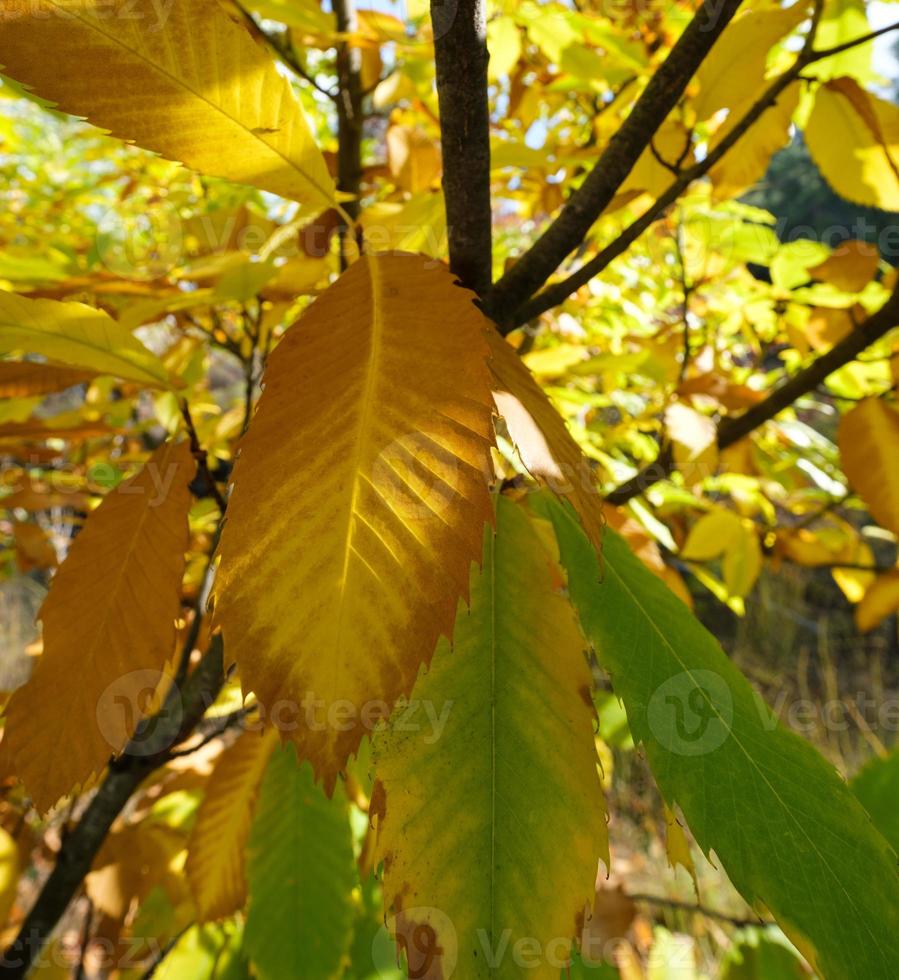 Autumn leaves of chestnut tree Aesculus hippocastanum photo