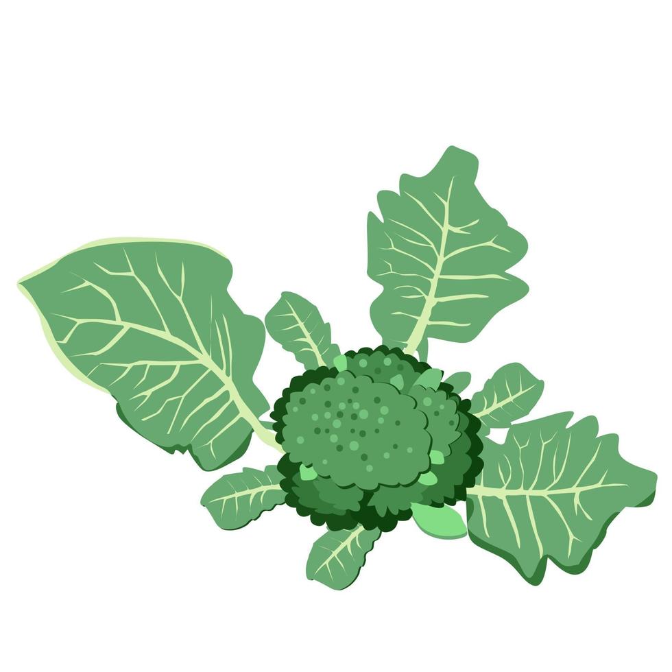 Fresh broccoli in the garden top view vector