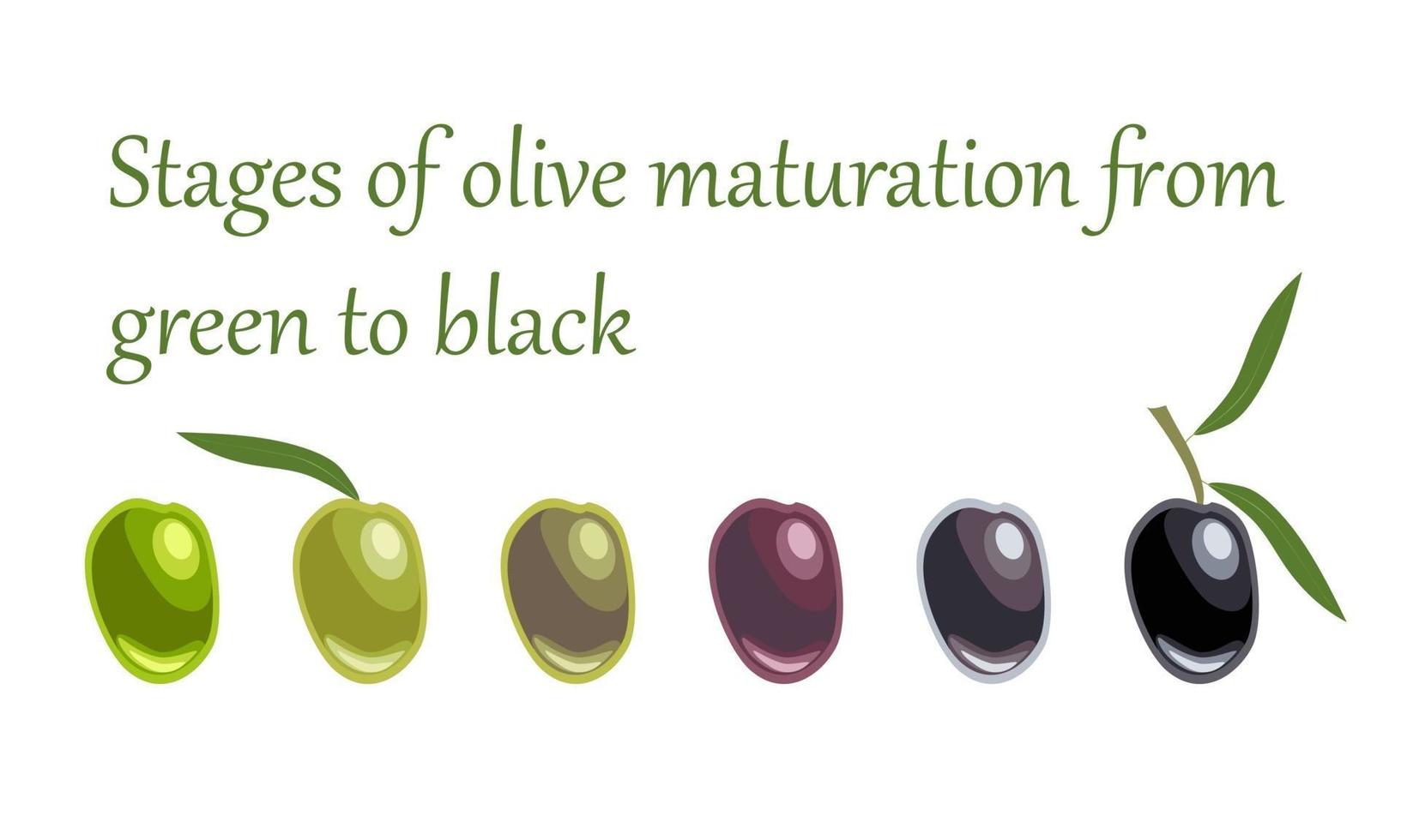 Stages of olive maturation from green to black vector