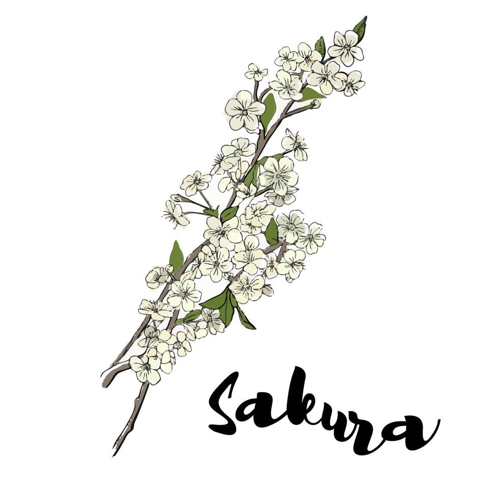 flor de cerezo japonés sakura aislado en un fondo blanco. sakura japonesa  ilustración vectorial en el estilo de dibujo. ilustración vectorial 2369382  Vector en Vecteezy