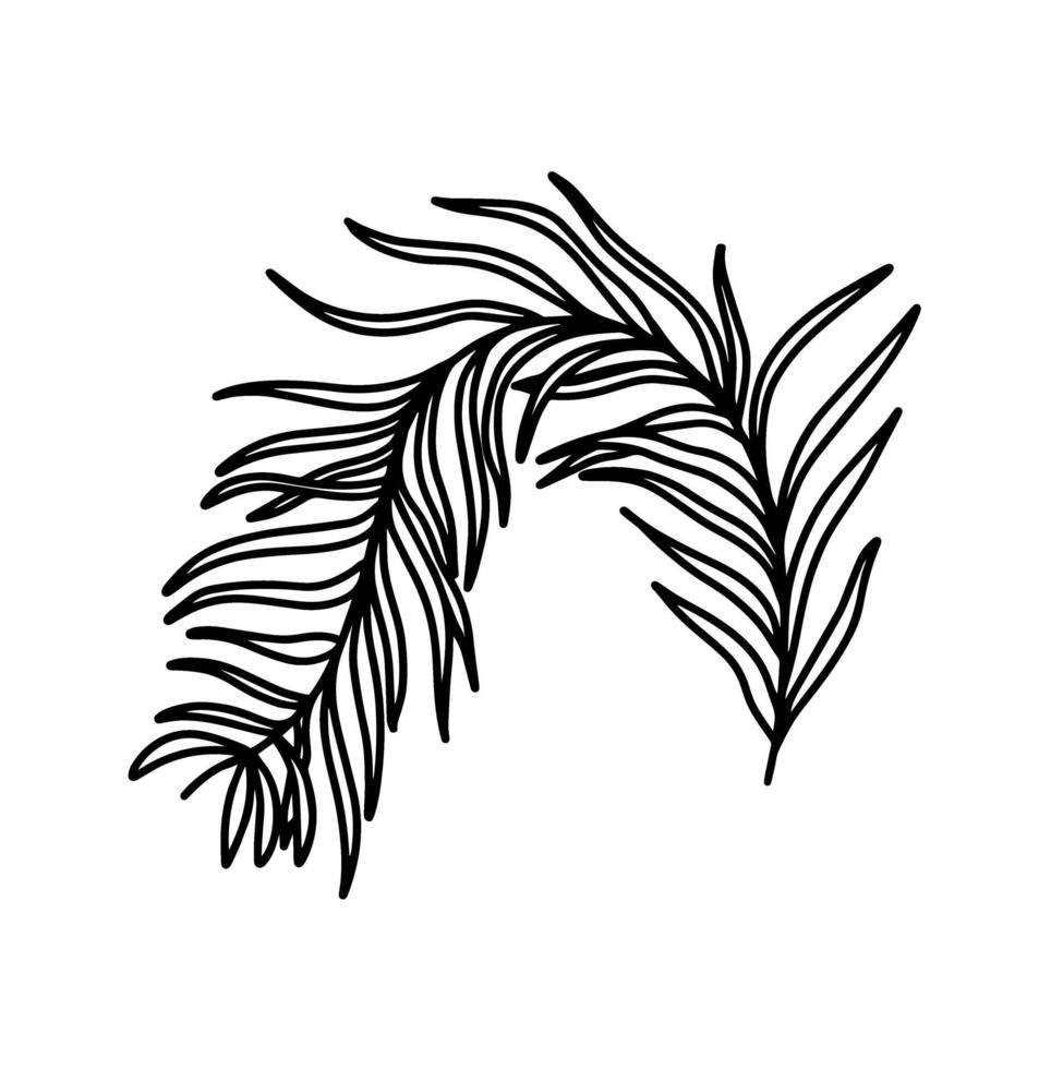 una rama aislada sobre un fondo blanco. la rama del olivo. vegetación. elementos vegetales. ilustración vectorial en el estilo de dibujo. vector