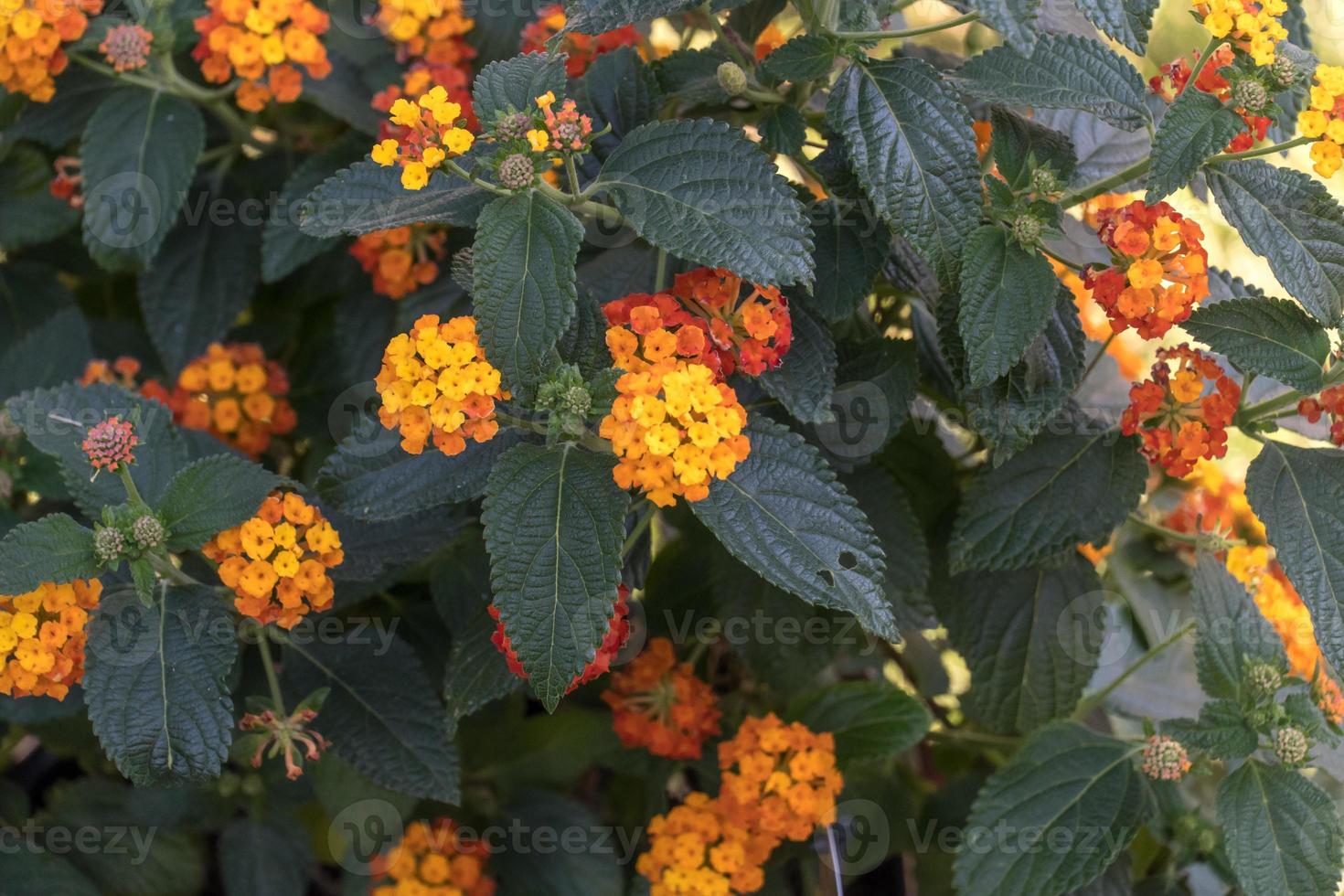 Lantanas orange flower photo