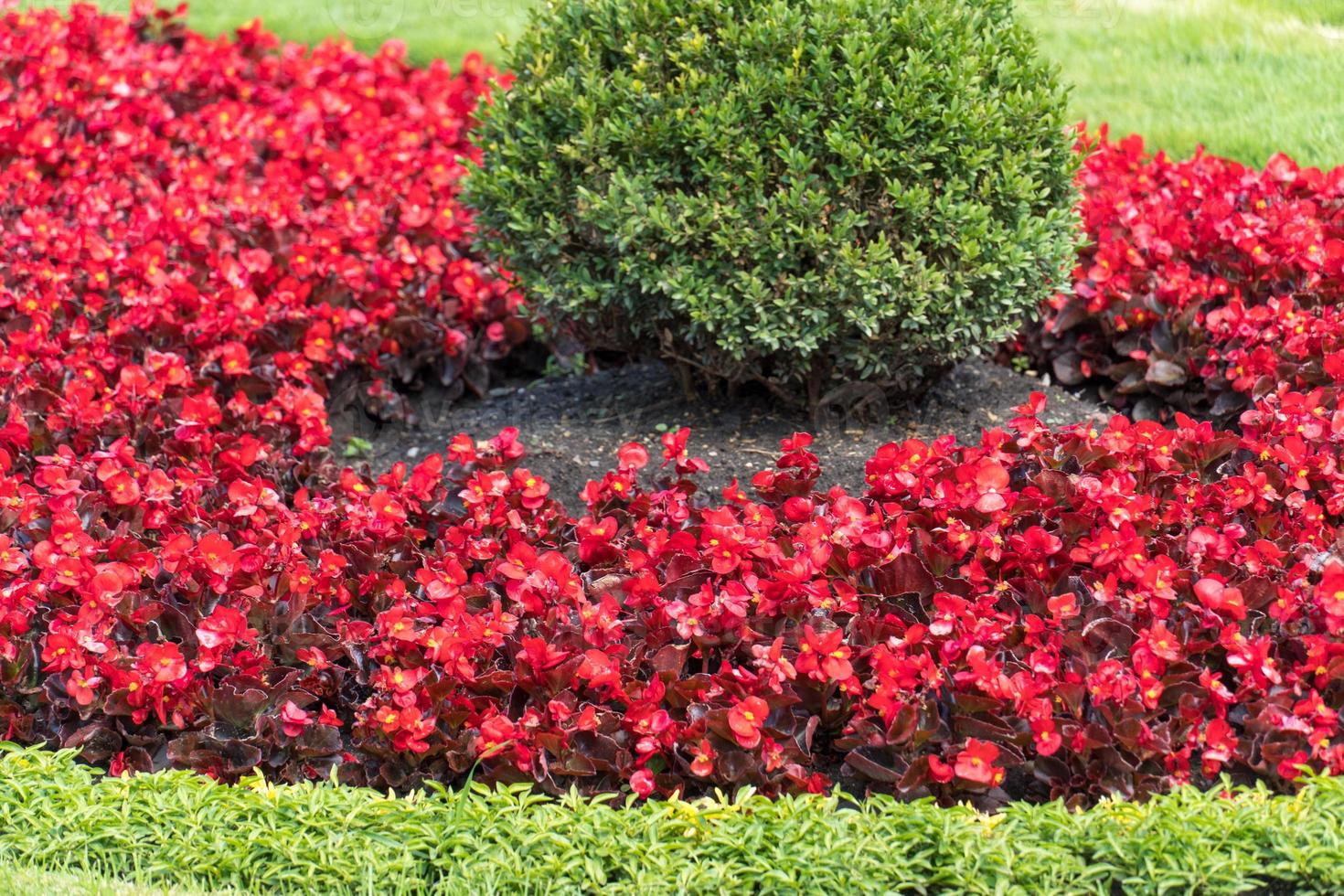 jardín ornamental con flores rojas foto