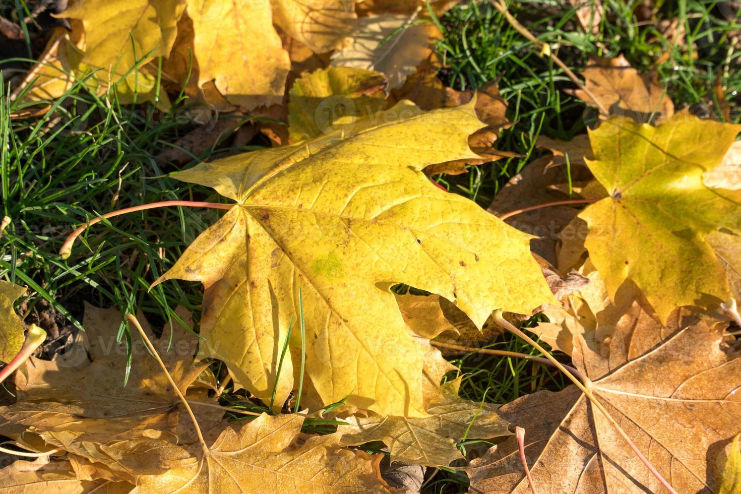 Autumnal yellow leaves photo
