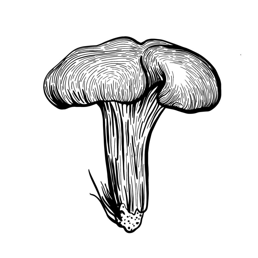 Mushroom chanterelle. Forest autumn mushrooms chanterelles. Hand drawn vector stock illustration