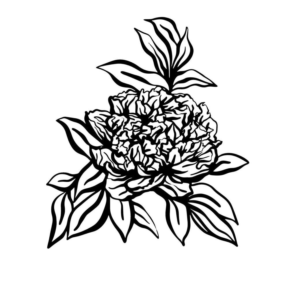 Peonies hand drawn illustration in graphic style. .Design for greeting cards, invitations, printing, textiles vector