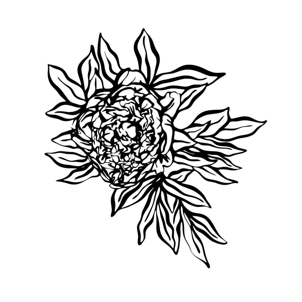 Peonies hand drawn illustration in graphic style. .Design for greeting cards, invitations, printing, textiles vector