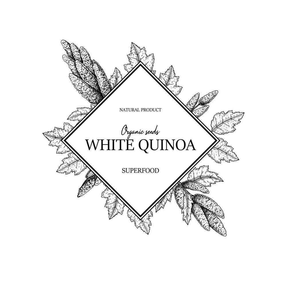 Hand drawn quinoa frame. Vector illustration in sketch style.