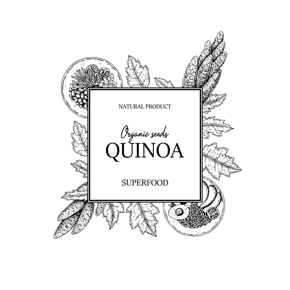 Hand drawn quinoa frame. Vector illustration in sketch style.