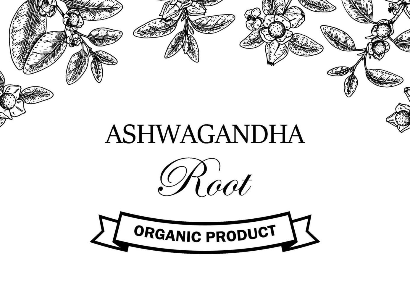 Hand drawn horizontal Ashwagandha design with branches and berries isolated on white background. Vector illustration in sketch style.
