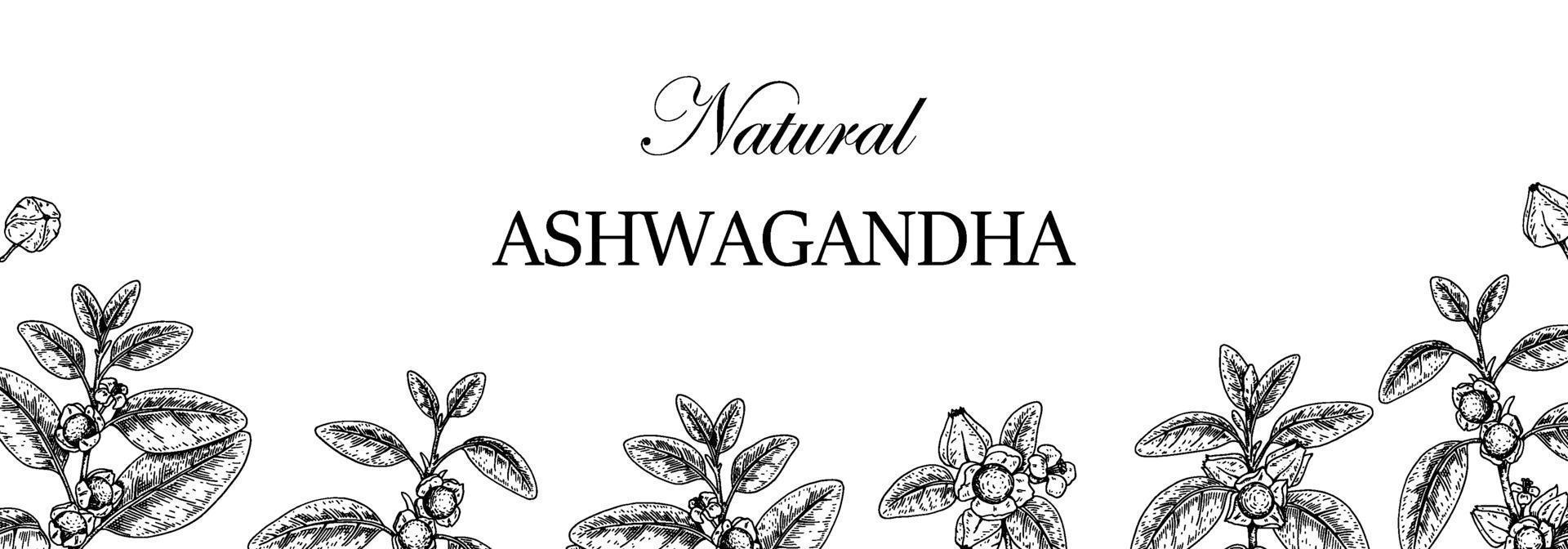 Hand drawn horizontal Ashwagandha design with branches and berries isolated on white background. Vector illustration in sketch style.