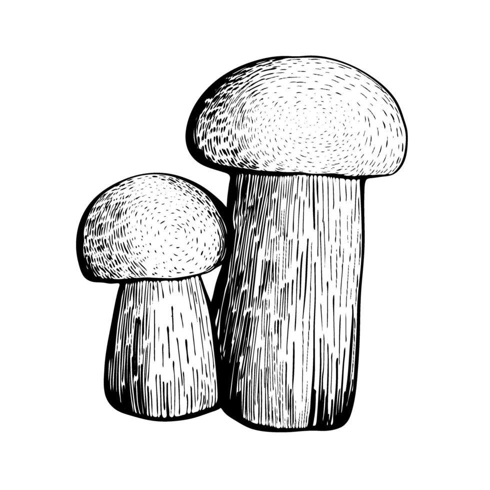 Boletus mushroom isolated on a white background. An edible sponge Mushroom with a stem and cap. Delicious autumn forest mushrooms. Vegan food. Hand drawn vector illustration