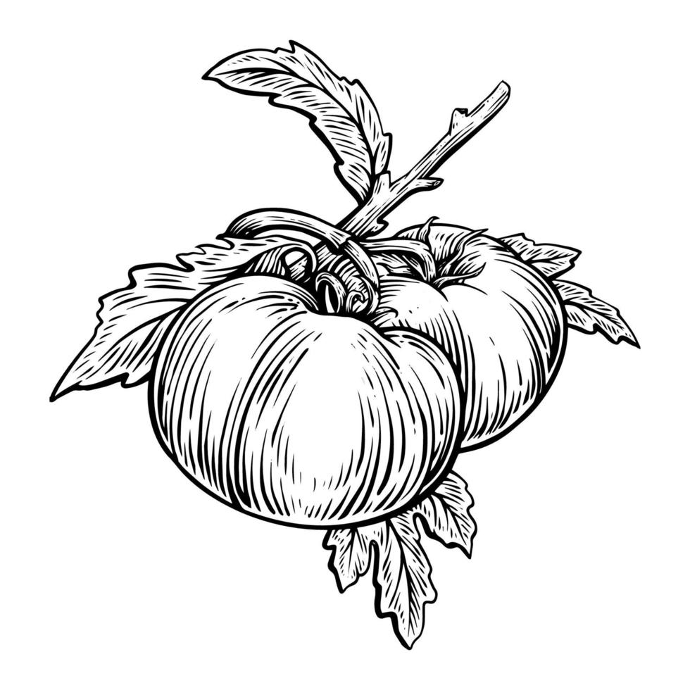 Tomato Veggies Plants Engraving Vector Illustration