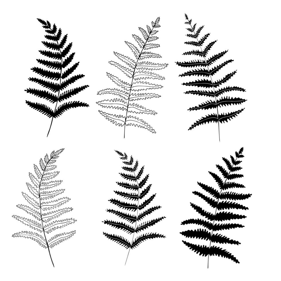 Graphic collection of fern branches set. Coloring book page design, elements for home decor and textile. vector