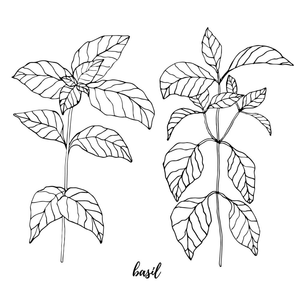 Basil vector drawing set. Herbal engraved style illustration. Cooking spicy ingredient.