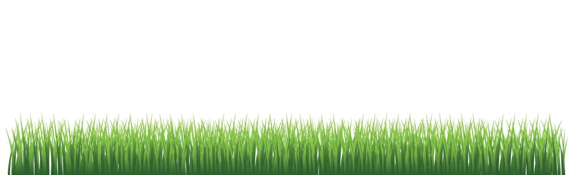 Green juicy grass on a white background vector