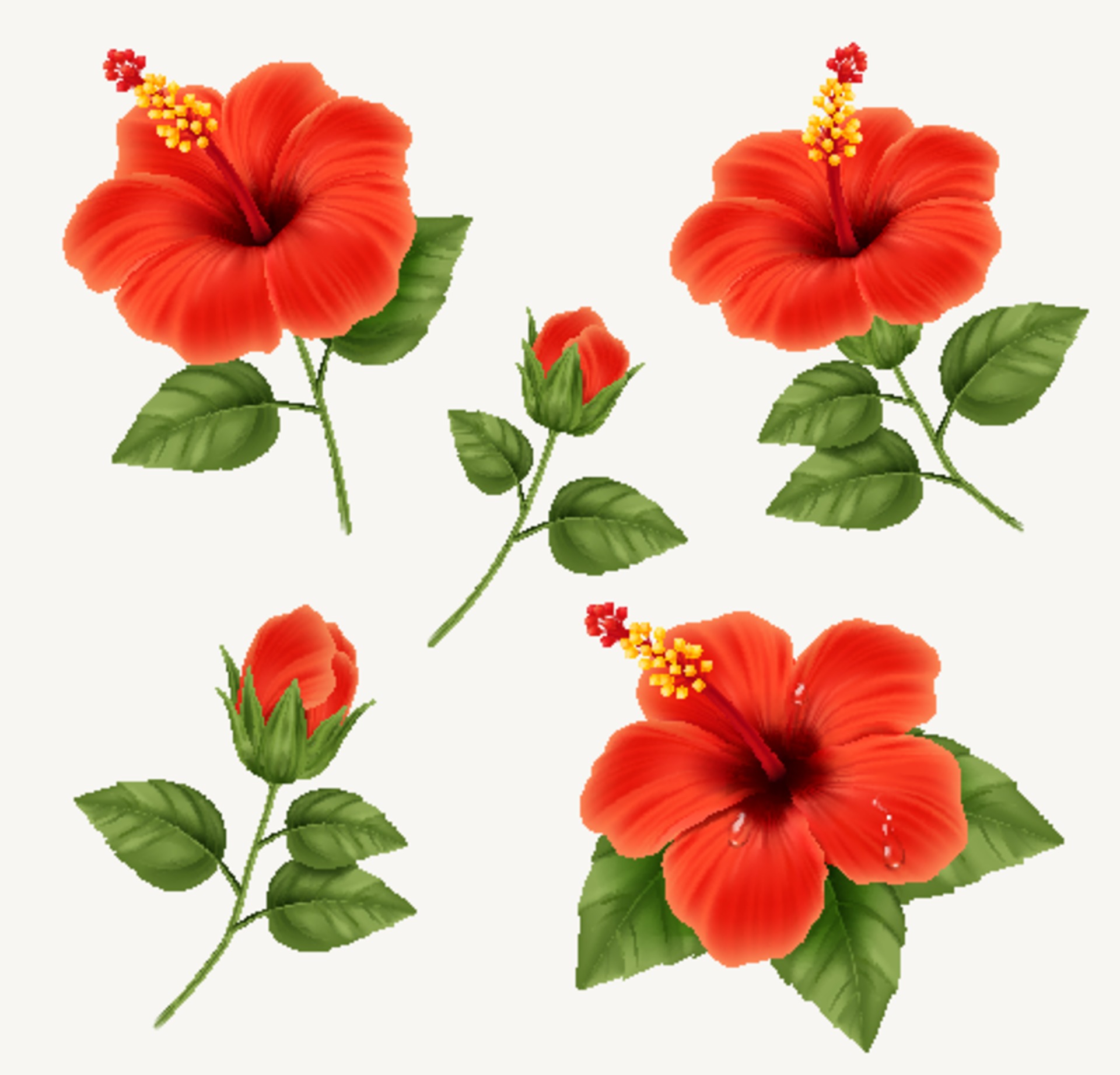 Hibiscus Vector Art
 Hibiscus Vector Art Icons and Graphics for Free Download