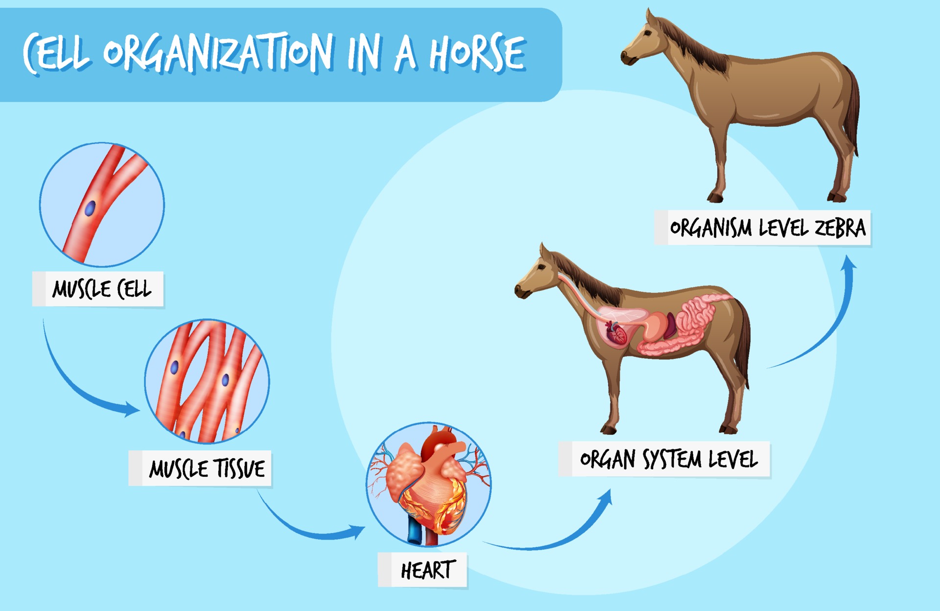 diagrama que muestra la organización celular en un caballo 2374932